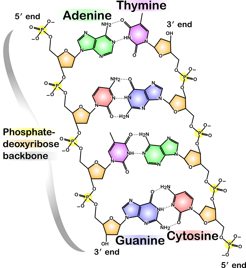 Schematic representation of DNA structure