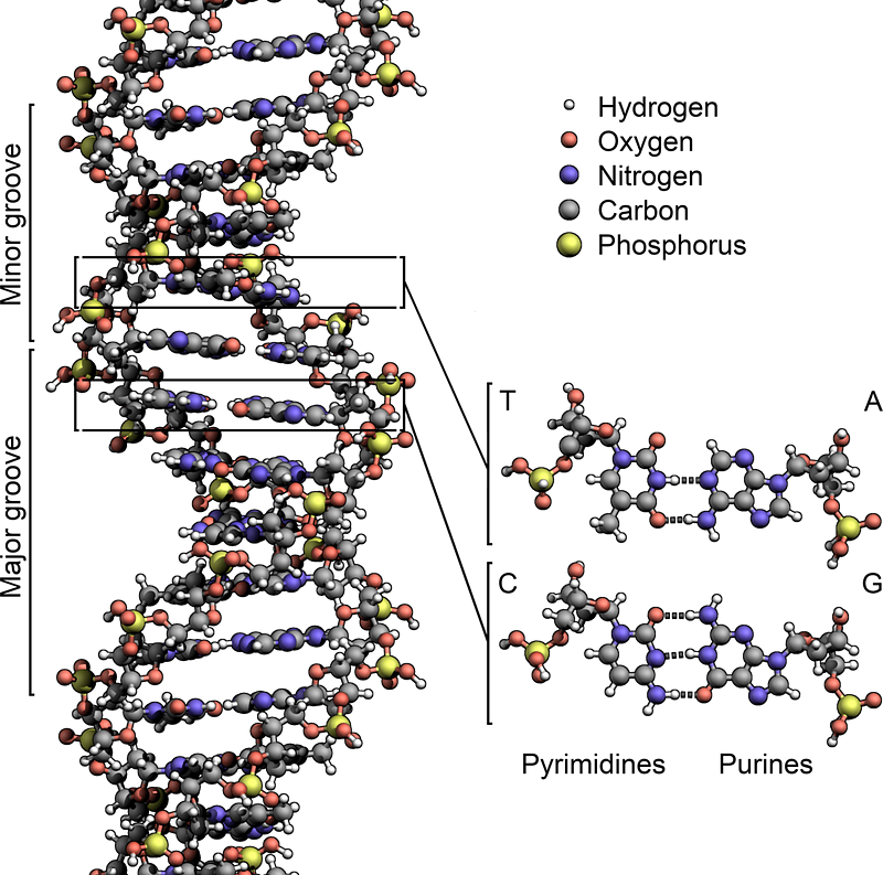 Molecular model of DNA