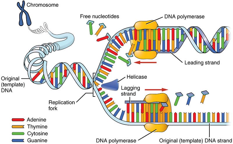 Illustration of DNA replication process