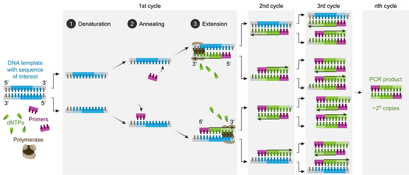 Flowchart of the PCR process