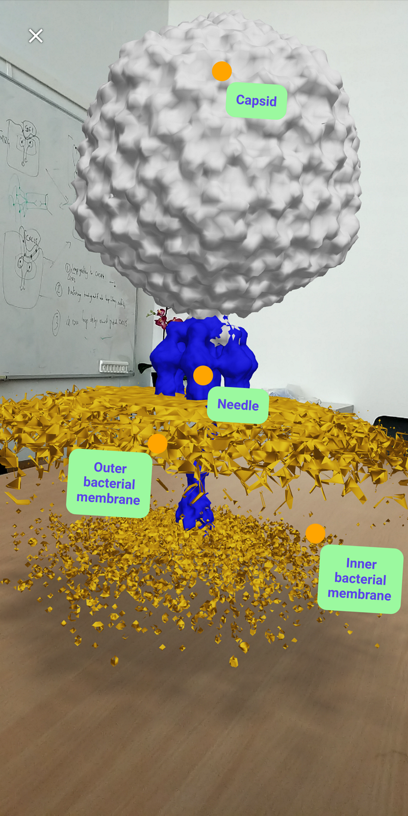 Augmented reality models of viruses