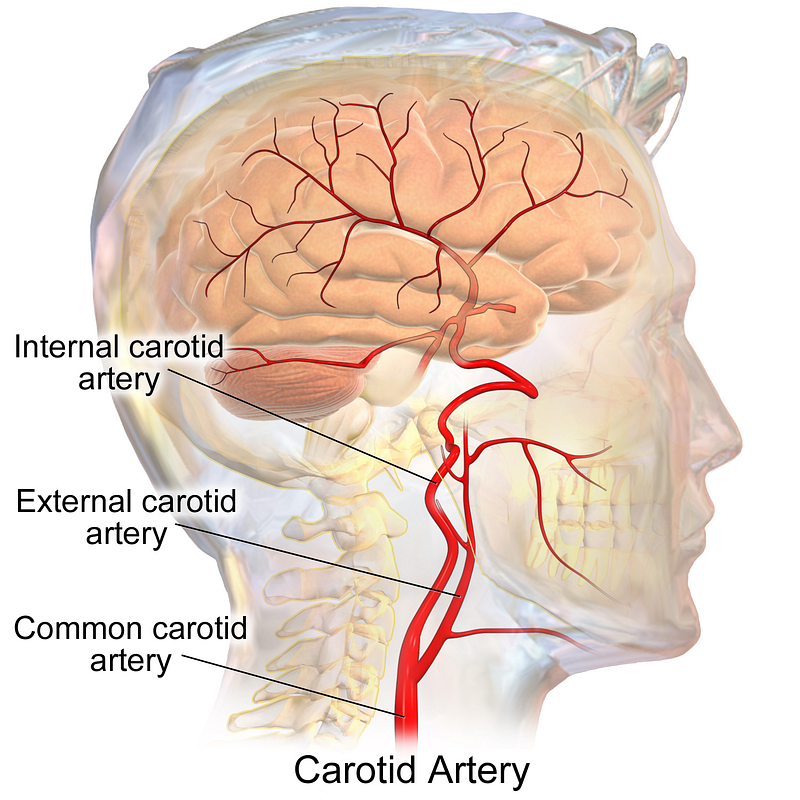 Carotid body stimulation during yawning