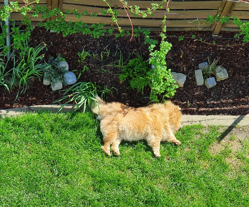 Social yawning behavior in animals