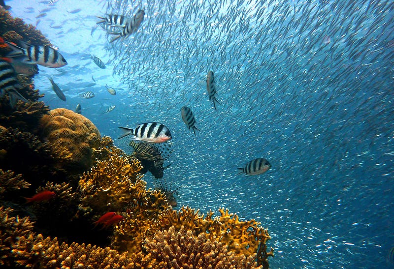 Underwater scene with fish and coral