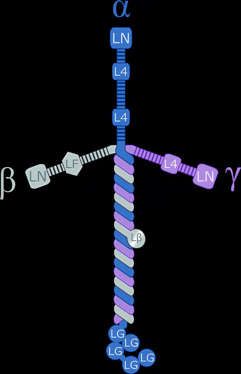 Illustration of Laminin Structure