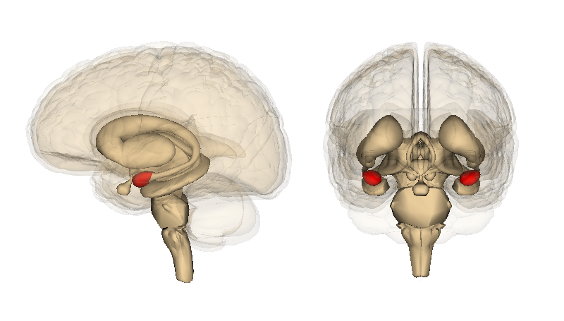 Representation of the amygdala's location in the brain