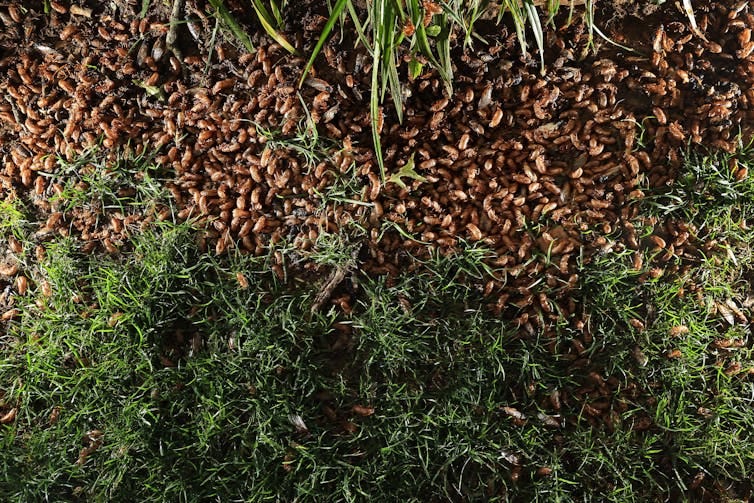 A collection of periodical cicadas and their shells