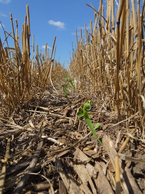 Cover crop seedlings between wheat stubble in South Dakota