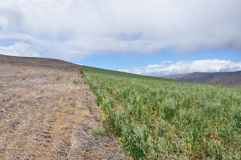 A farm in Oregon experimenting with cover crops