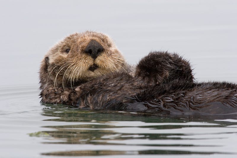 Sea otter in Morro Bay, California, demonstrating the effects of Toxoplasma gondii.