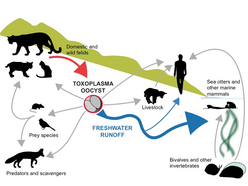 Diagram showing the lifecycle of Toxoplasma gondii and its impact on marine wildlife.