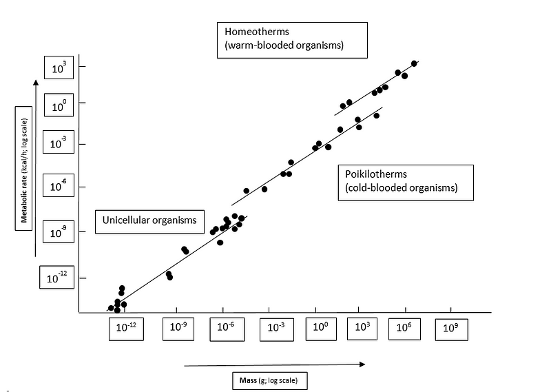 Metabolic Rate vs Body Size