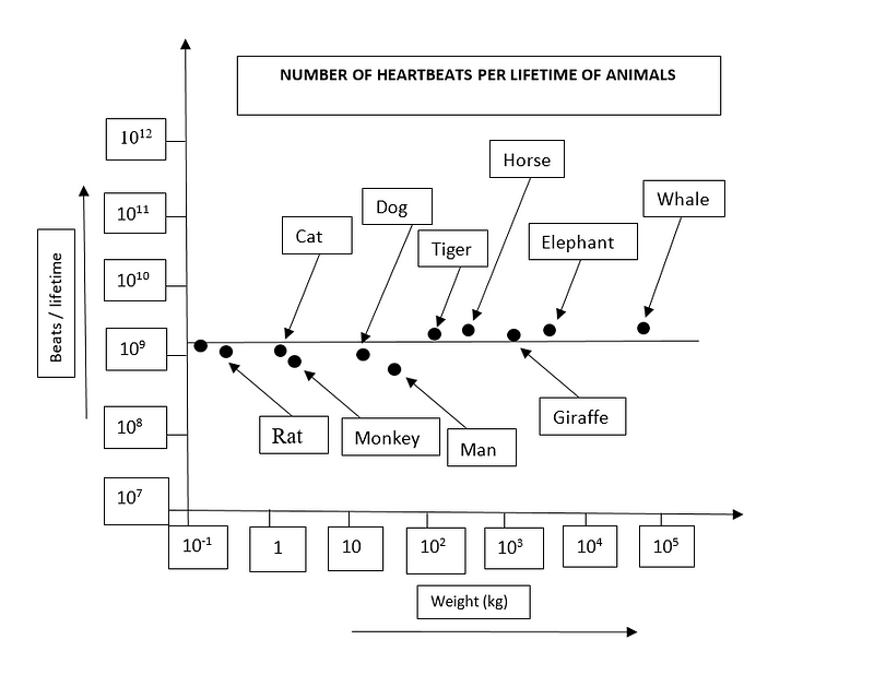 Heartbeats vs Body Weight