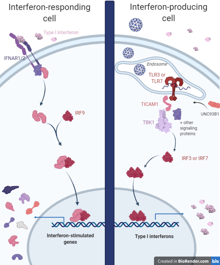 Autoantibodies affecting immune response