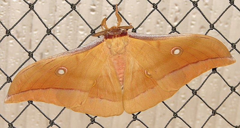 Earless moth displaying its unique wing structure