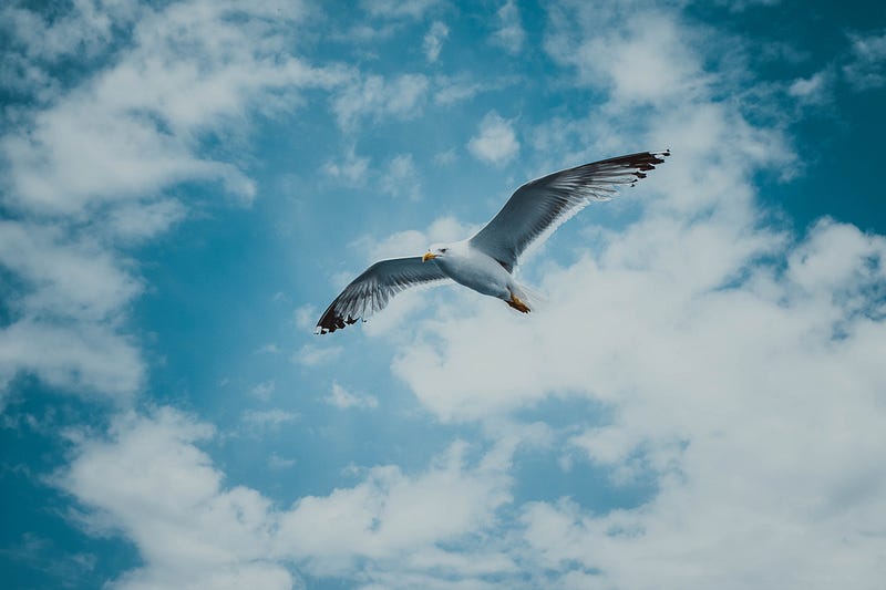 A seagull soaring above the ocean, symbolizing freedom