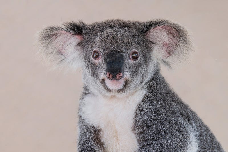 Koala mother and joey in a natural setting