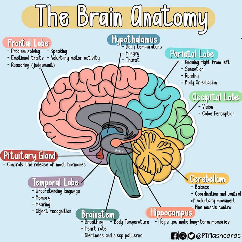 Anatomy of the human brain and its functions