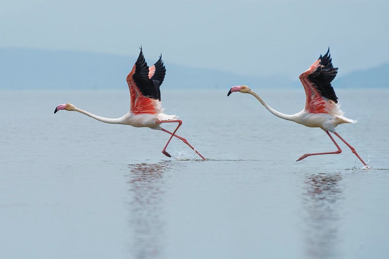 An island habitat showcasing unique bird species