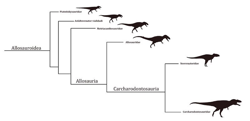 Cladogram illustrating the Allosauroidea superfamily