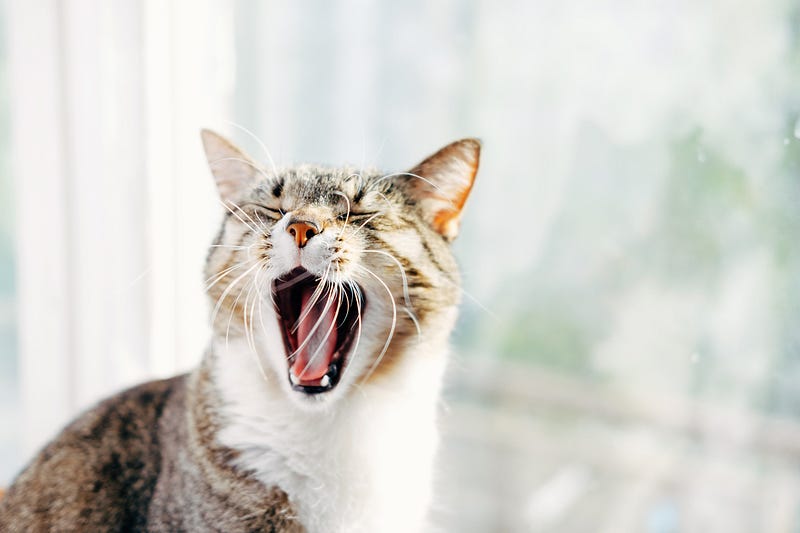 A cat yawning in a relaxed environment