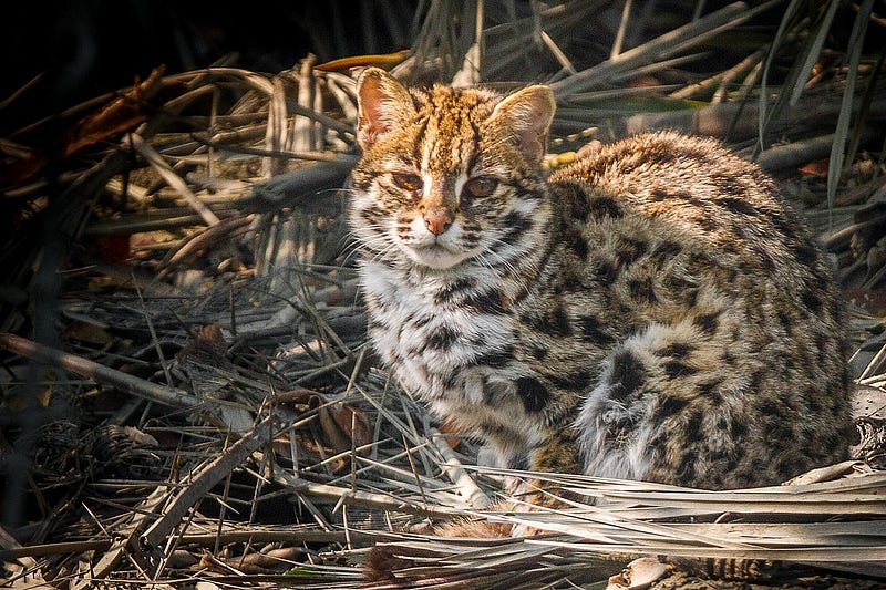 Bengal cat in its natural habitat