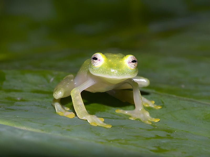 Glass frog camouflaging on a leaf