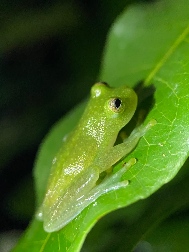 Researcher studying glass frogs