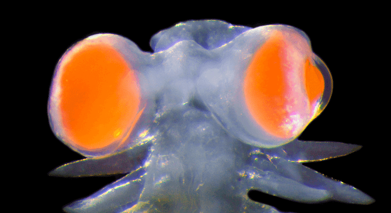 Bristle worm showcasing its large eyes.