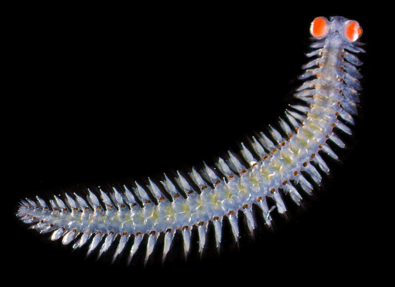 Close-up of the bristle worm's eyes.