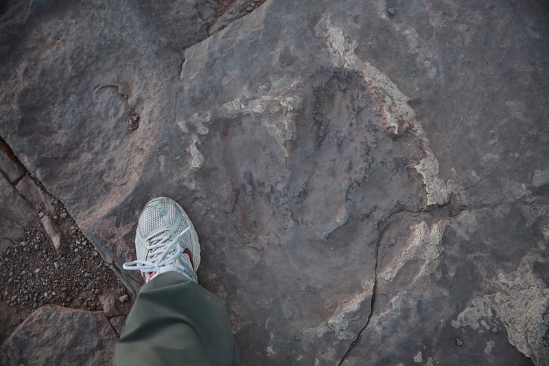 Dinosaur footprint discovery