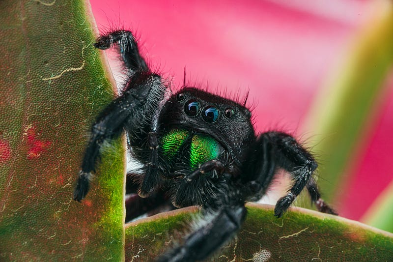 A close-up of a spider showcasing its eight eyes.