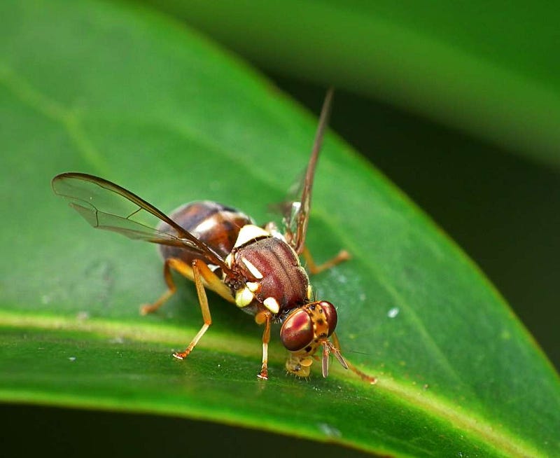 Queensland Fruit Fly — Bactrocera tryoni