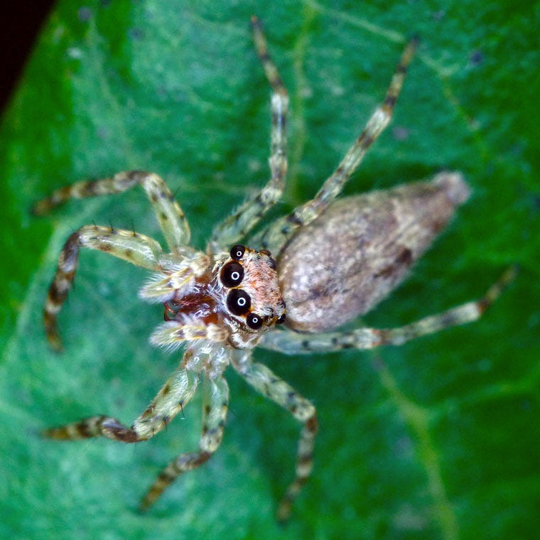 Helpis minitabunda female