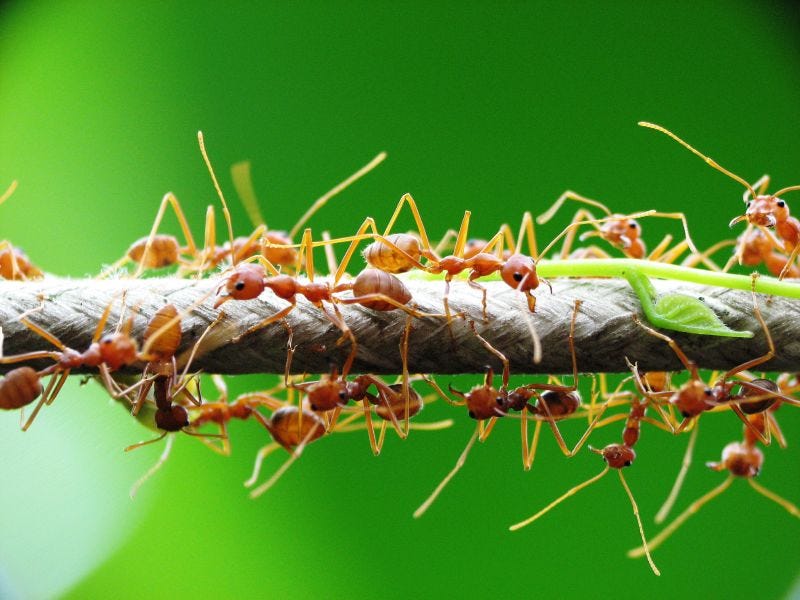 Weaver ants (Oecophylla smaragdina)