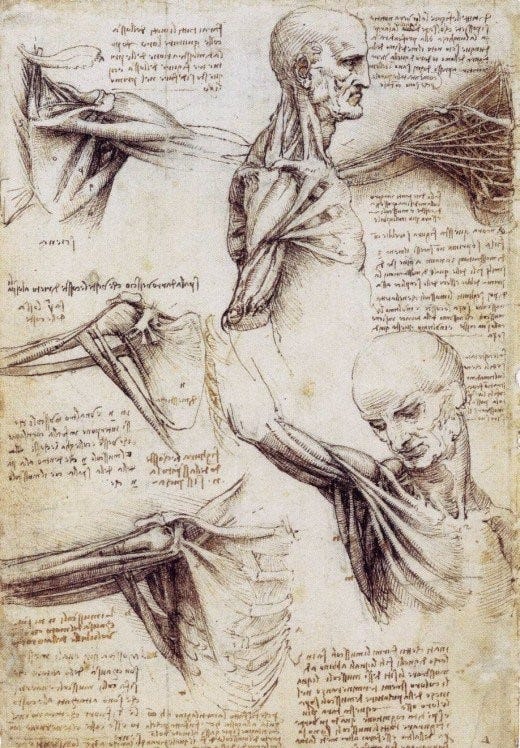 Leonardo's anatomical sketches showcasing human form