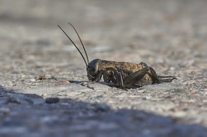 Cricket chirping at dusk