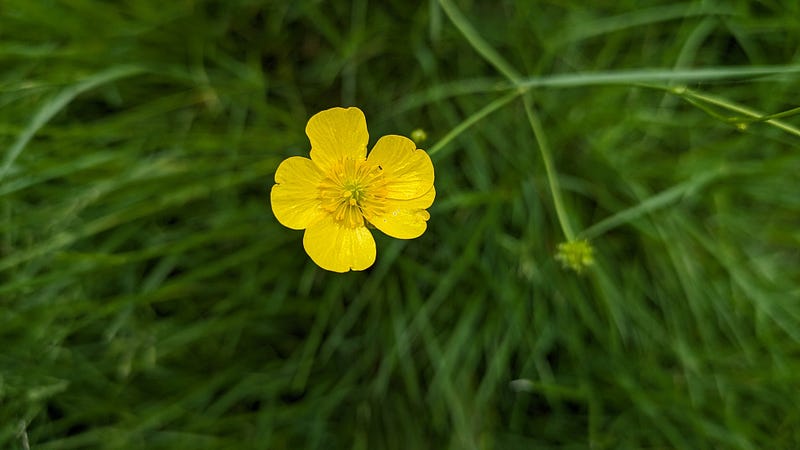 Buttercup close-up highlighting its unique features