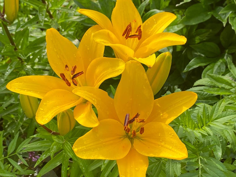 A vibrant garden filled with yellow flowers