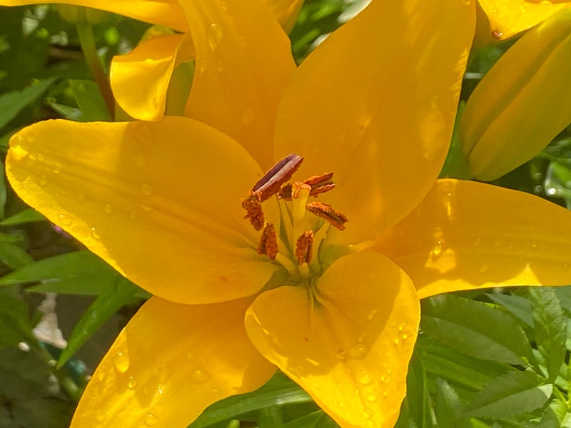 Close-up of yellow flowers glistening with rain