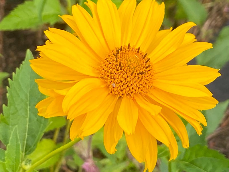 A diverse array of yellow flowers in a sunny field