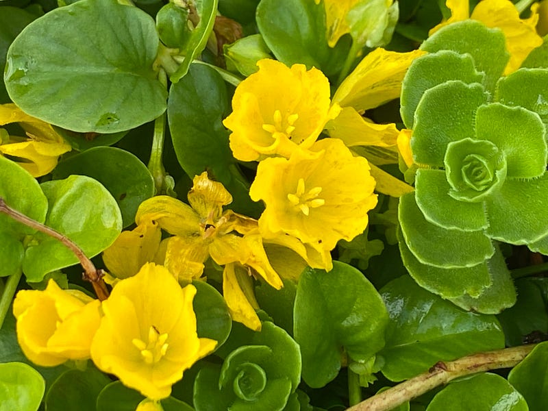 A bee hovering over a yellow flower