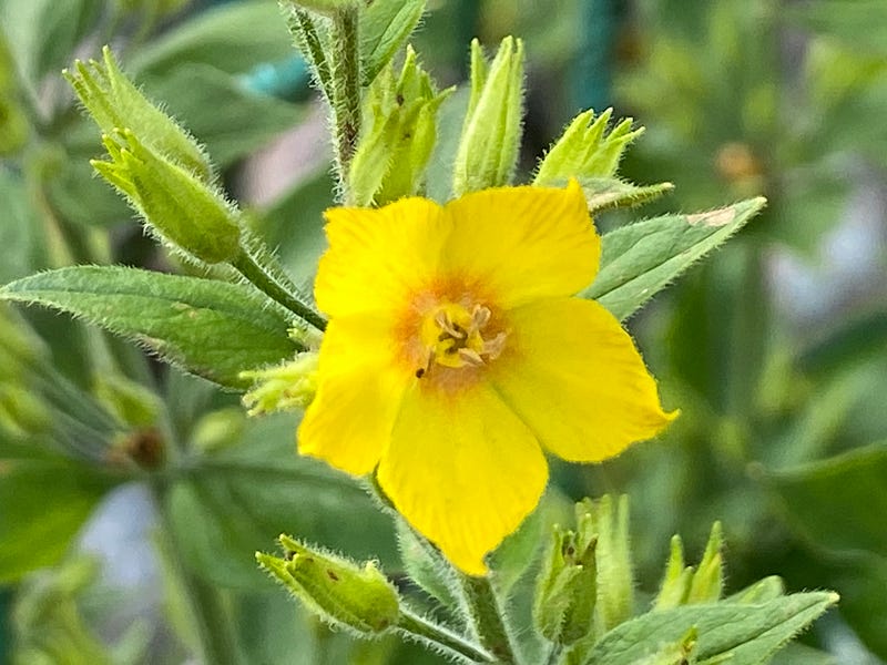 A close-up of a bee on a yellow flower