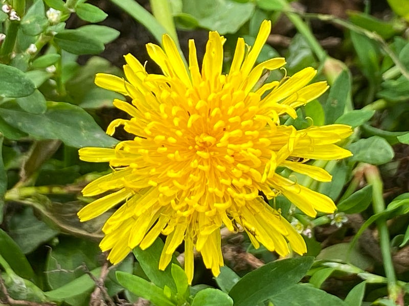 A wide shot of a flower garden buzzing with life