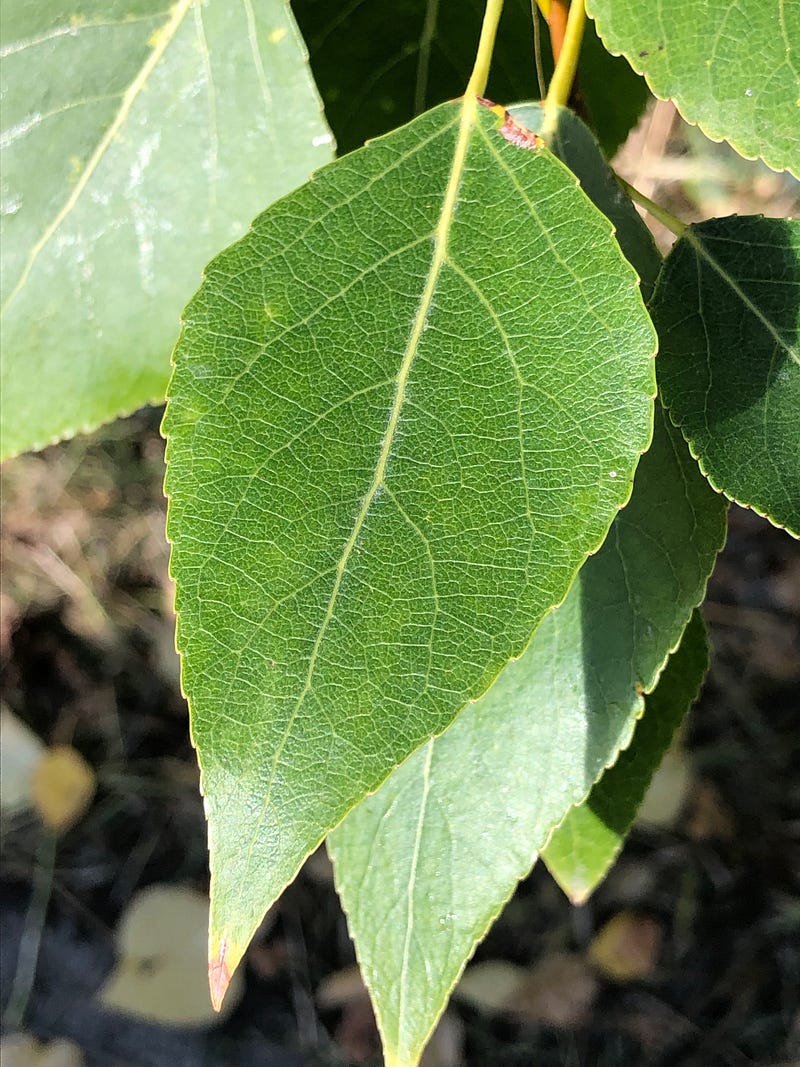 Image showcasing fractal patterns in nature.