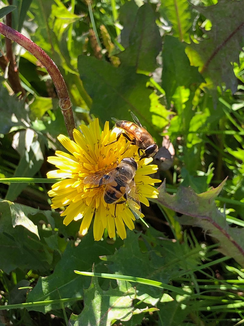 Dandelion showcasing fractal patterns.