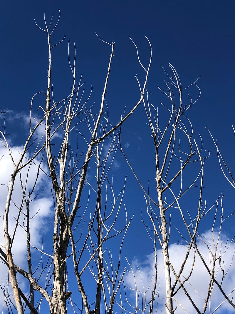 Tree fractals remaining after decay.