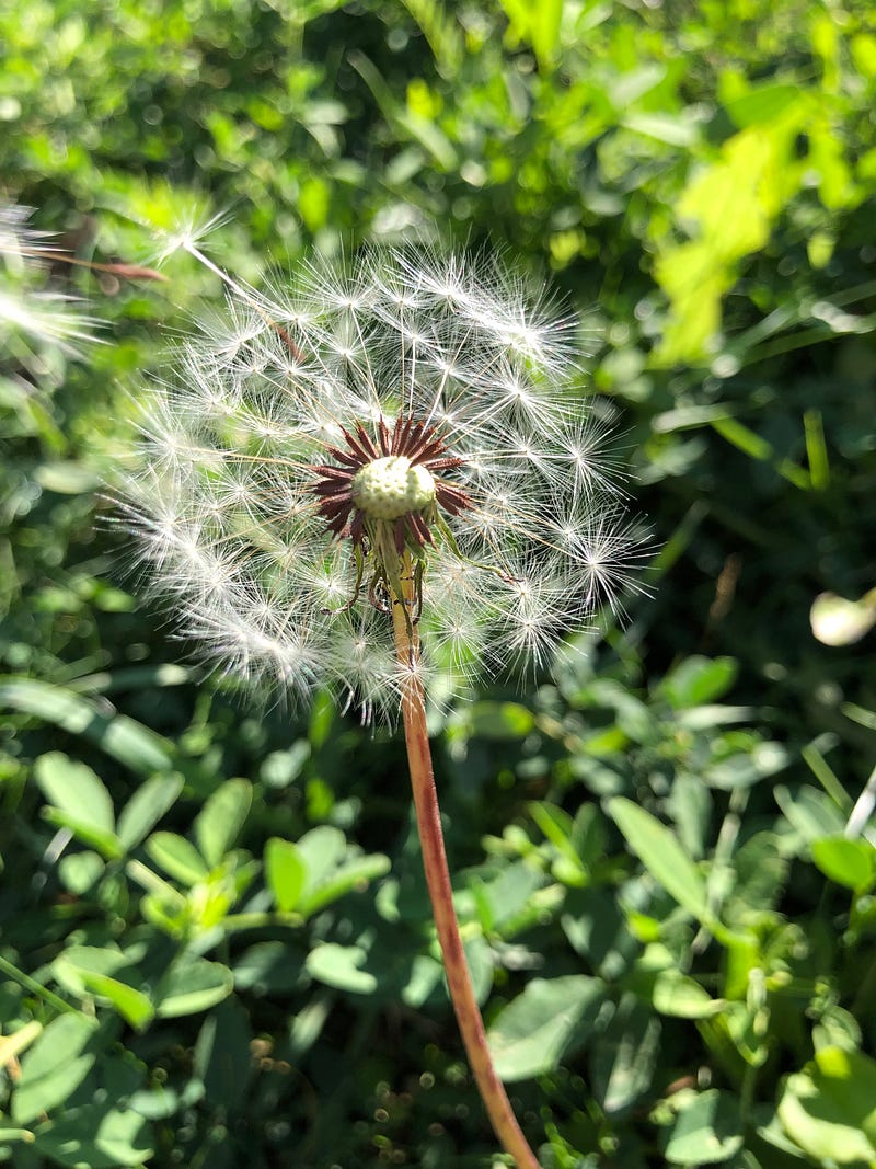 Transformation between petal and seed fractals.