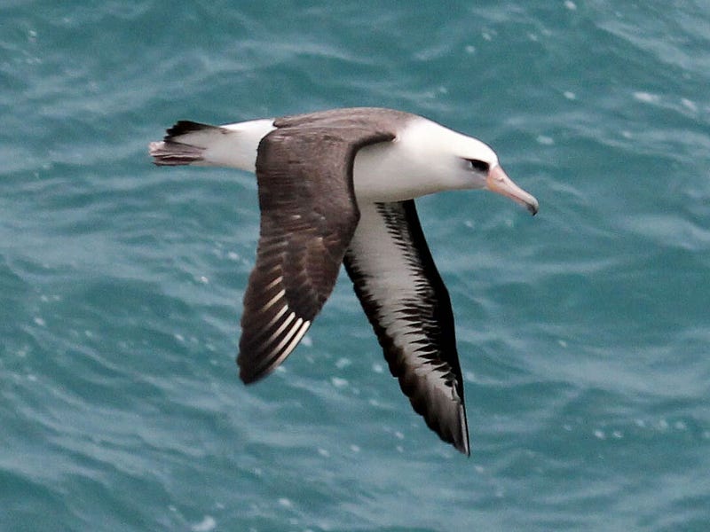 Laysan albatross (Phoebastria immutabilis)