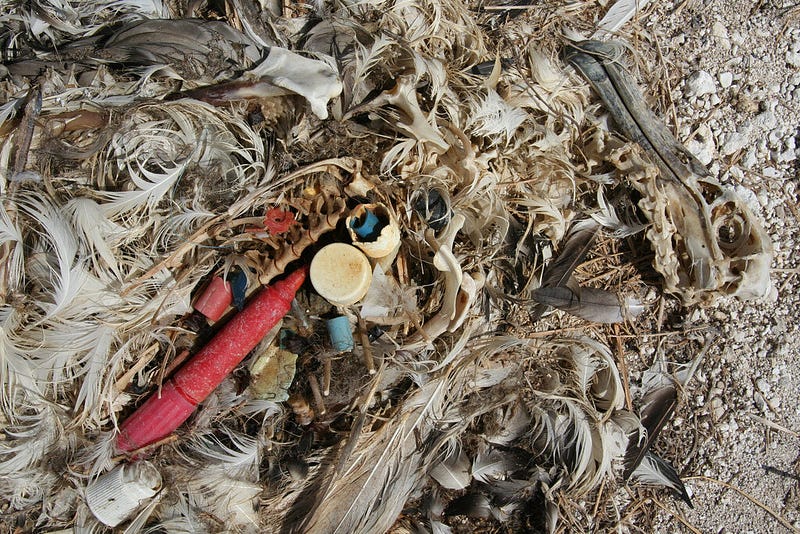 Remains of a Laysan albatross chick